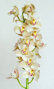 australian cymbidium