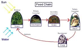 forest food chains