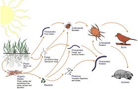 food web picture