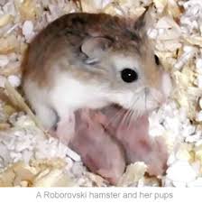 all hamsters