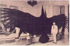 largest birds