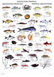 tropical fish species pictures