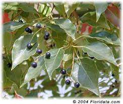 camphor leaves