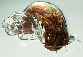 hermit crab diet