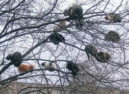 cat in tree