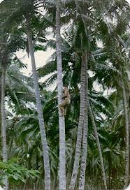 pictures coconut trees