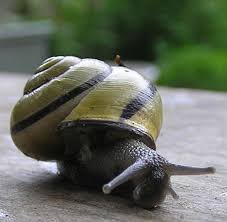 escargo