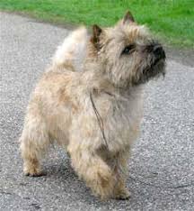 black cairn terrier