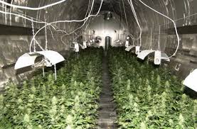 grow marijuana