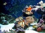 ecrans de veille aquarium