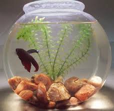 betta fish bowl
