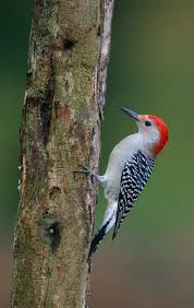 wood peckers