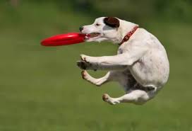 dogs frisbee