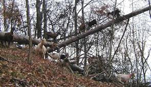 goat toys