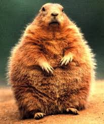 groundhog