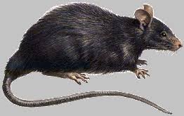roof rats