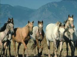 the wild horse