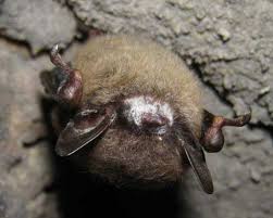 bats cave