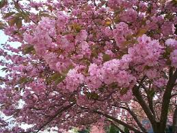 prunus tree