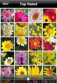 flower encyclopedia