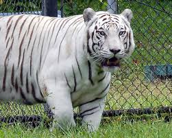 rainforest animal pictures
