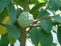 florida fruit tree