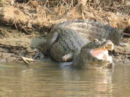 caiman croc