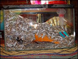 gerbils bedding