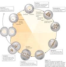 mitosis video
