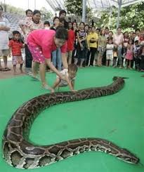 python snake
