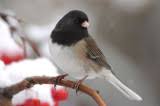 birds of the northwest