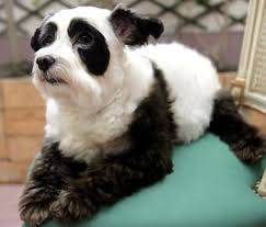 dye dog hair