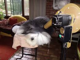 dog grooming dryer