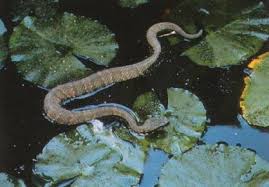 water moccasin pictures