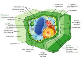 $$plant cell$