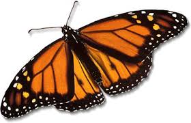 butterfly images
