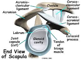 shoulder anatomy ligaments