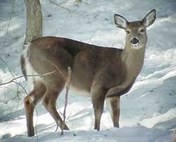 animals of the western us