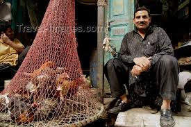 chicken net