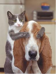 http://t0.gstatic.com/images?q=tbn:dFA40YYxrAVntM:http://www.villiard.com/blog/wp-content/uploads/2007/06/chat-chien.jpg