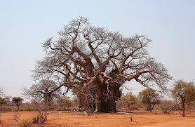 baobab africa