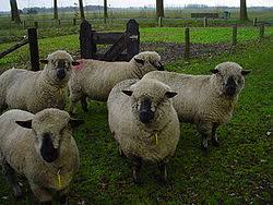 mouton hampshire