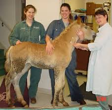 large animal pictures