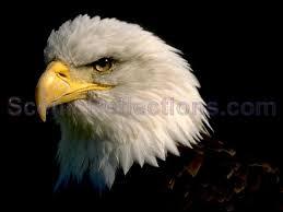 bald eagle images