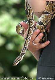 python regius