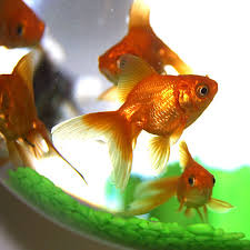 aquarium fish species pictures