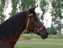 s hackamore