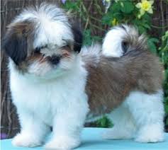 lhasa apso puppy