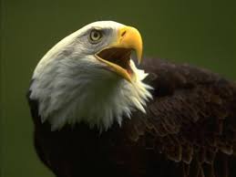 aigle