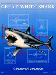 pictures of great white sharks